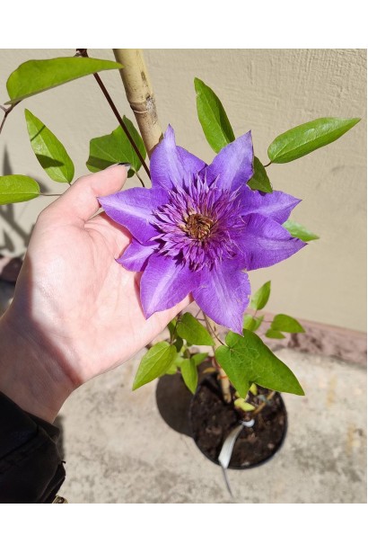 Ломиніс / Клематіс Мульті Блю 